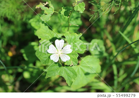 シロバナゼニアオイ（白花銭葵） 55499279