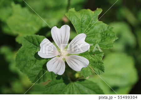 シロバナゼニアオイ（白花銭葵） 55499304