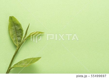 生茶葉 緑色 コピースペース 55499697