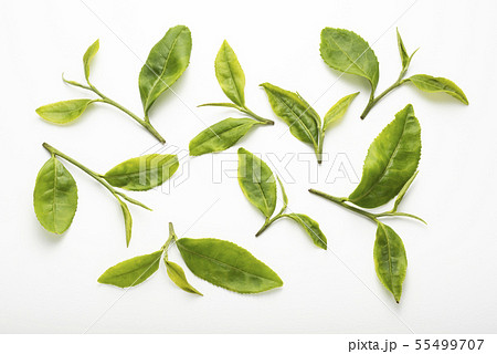 生茶葉 背景 55499707