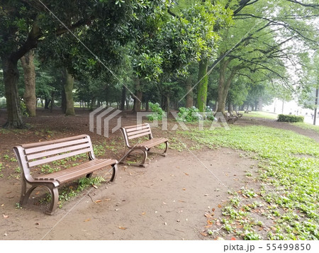 梅雨時の公園 誰もいないベンチ 梅雨時の公園 誰もいないベンチ 55499850