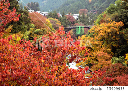 【東京都西多摩郡】11月 秋の奥多摩 日原川と紅葉 55499933
