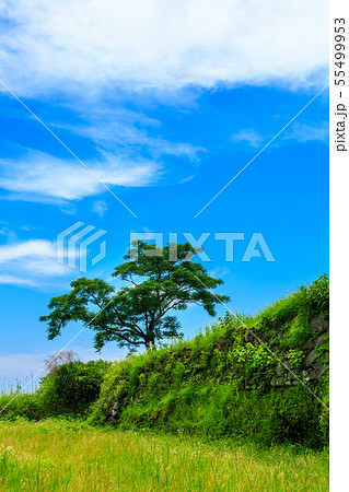 新緑の日野江城跡 長崎県南島原市 の写真素材
