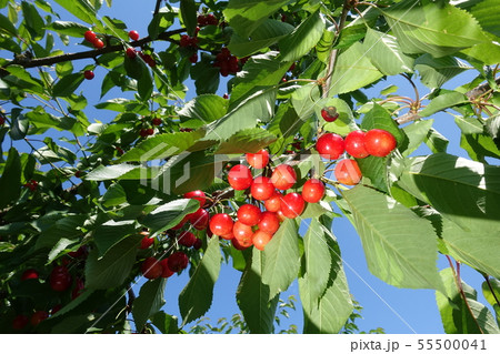 サクランボ 55500041