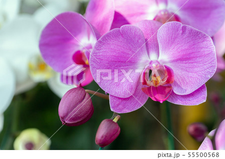 Orchid flower in garden at winter or spring day. 55500568