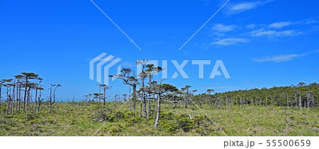 落石岬のエゾアカマツの情景＠根室、北海道 55500659