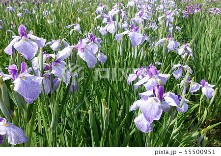 満開のアヤメ 55500951