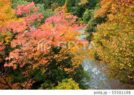 11月 秋の奥多摩 日原川と紅葉 11月 秋の奥多摩 日原川と紅葉 55501198