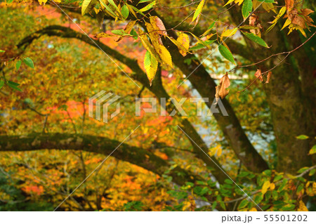 11月 秋の奥多摩 日原川と紅葉 11月 秋の奥多摩 日原川と紅葉 55501202