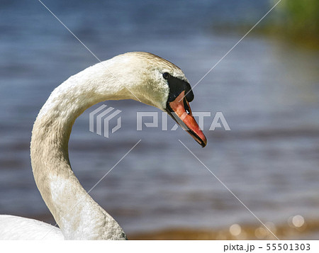 feeding wild swans