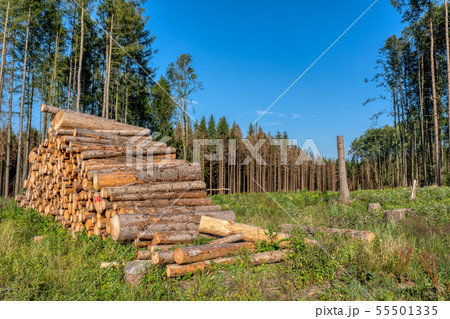 Piled logs of harvested wood in forest 55501335