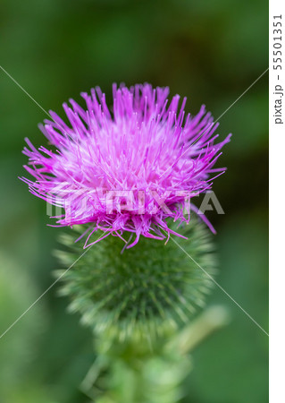 flower musk thistle, Carduus nutans 55501351