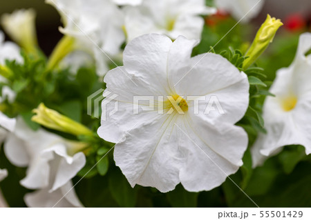 White Petunia Surfinia Veinの写真素材 [55501429] - PIXTA