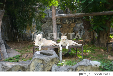 White tiger or lion resting in the zoo 55501581