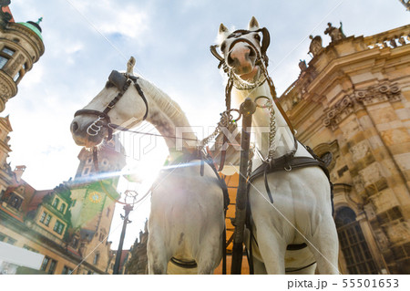 Excursion horses faces in old European tow 55501653
