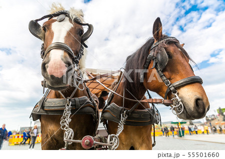 Two tour horses faces in old European town 55501660