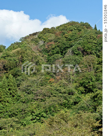 山 山 55501846