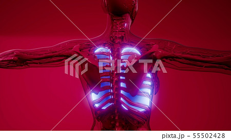 Human Lungs Radiology Exam Human Lungs Radiology Exam 55502428