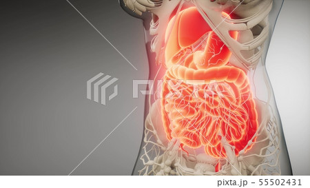 human digestive system parts and functions 55502431