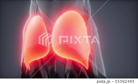 gluteus maximus - leg muscles anatomy animation gluteus maximus - leg muscles anatomy animation 55502495