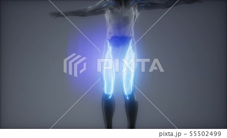 thigh muscles - Visible muscle anatomy map 55502499