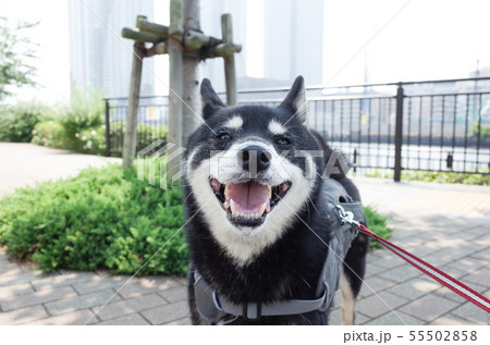 柴犬スマイル 柴犬スマイル 55502858