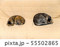 猫　距離　ソーシャルディスタンス 55502865