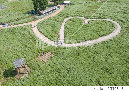 江原道 蓬坪 ソバ畑 55503184