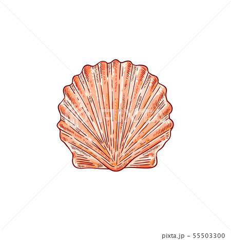 Sea shell with closed flaps, tropical seashell with underwater world and nature. 55503300