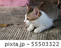 Cute little kitten sitting outdoor.  55503322