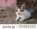 Cute little kitten sitting outdoor. 55503323