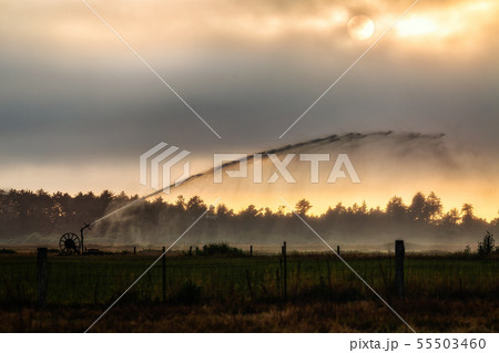 A Sprinkler in a Pasture watering crops on a Farm in Arcata, California A Sprinkler in a Pasture watering crops on a Farm in Arcata, California 55503460