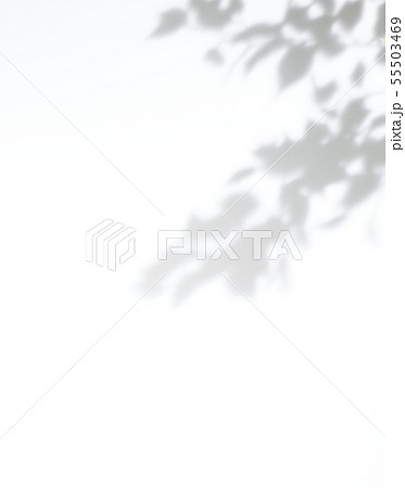 白背景の葉の影素材の写真素材