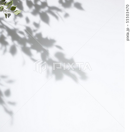 白背景の葉の影素材の写真素材
