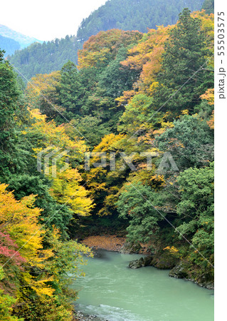 多摩川と日原川合流地点の紅葉 多摩川と日原川合流地点の紅葉 55503575