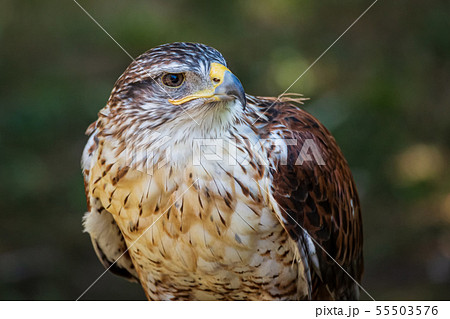 Ferruginous hawk or Butea regalis in side angle view. 55503576