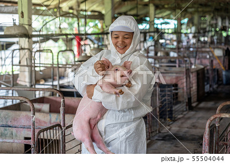 Asian veterinarian working and checking the healthy of young pig in hog farms, animal and pigs farm industry 55504044