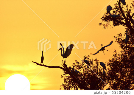 野鳥が舞うやすらぎの木と朝焼け 55504206