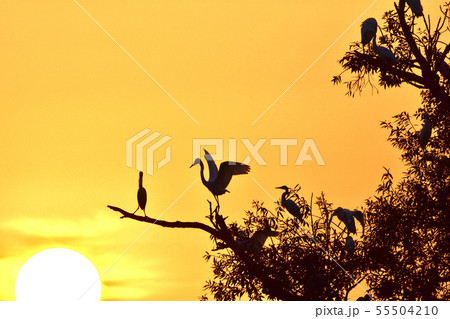 野鳥が舞うやすらぎの木と朝焼け 55504210