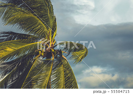 Palm tree in the wind with dark cloud Palm tree in the wind with dark cloud 55504715