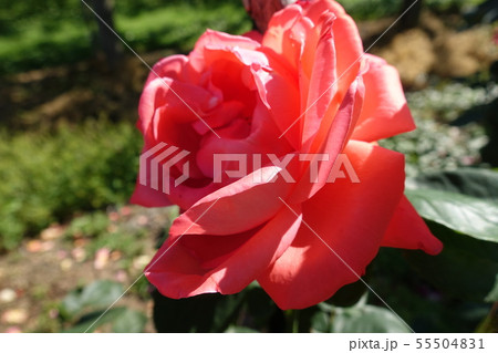 薔薇 スカーレット 薔薇 スカーレット 55504831