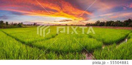 Panorama landscape of rice field and beautiful sky sunset Panorama landscape of rice field and beautiful sky sunset 55504881