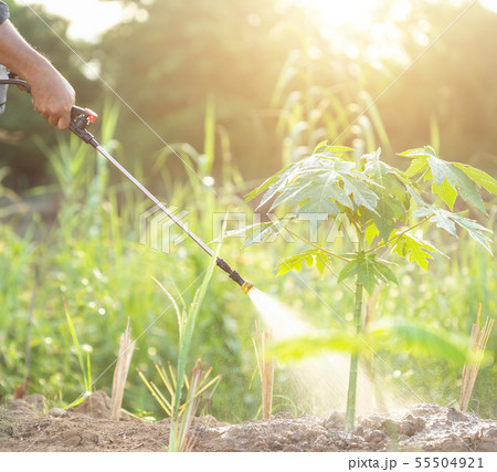 People spraying water or fertilizer to young papaya tree in garden People spraying water or fertilizer to young papaya tree in garden 55504921