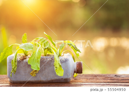 Dead plant or vegetable in plastic bottle on wooden table with sunlight in morning time 55504950