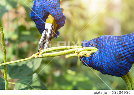 Gardener keeping fresh long bean plants in vegetable garden 55504956