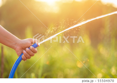 Hand holding water hose and watering to the plant in outdoor garden Hand holding water hose and watering to the plant in outdoor garden 55504970