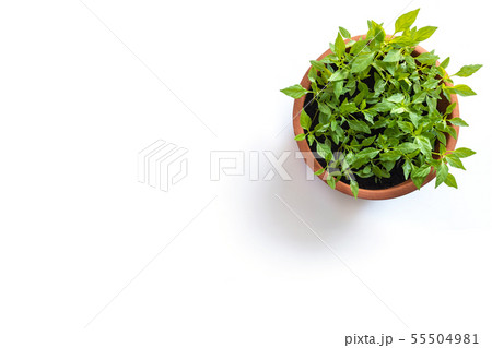 Young fresh Thai chilli tree in garden pot isolated on white 55504981