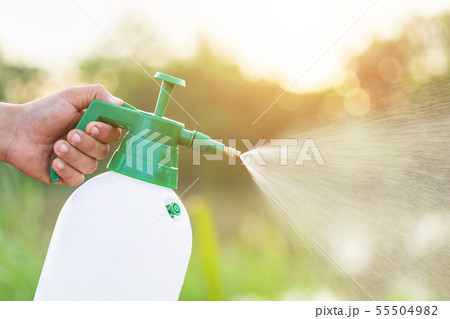 Hand holding watering can and sprayign to young plant in garden Hand holding watering can and sprayign to young plant in garden 55504982