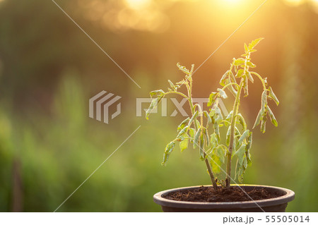 Dead plant in plastic pot on wooden table with copy space 55505014