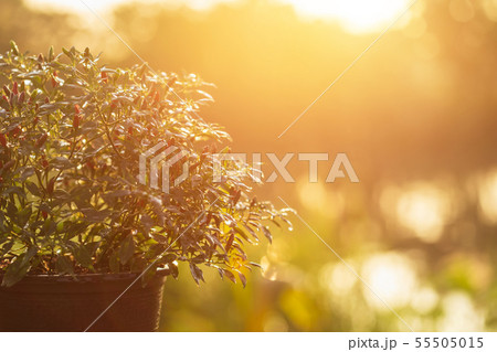 Thai chilli tree in garden pot in garden at morning time with blur and sunlight effect 55505015